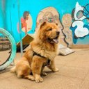 Ver imagem 6 de Peitoral para Cachorro - Tamanho Gg - Básico Preto