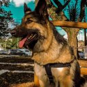 Ver imagem 5 de Peitoral para Cachorro - Tamanho Gg - Básico Preto
