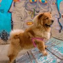 Ver imagem 2 de Peitoral para Cachorro - Tamanho Gg - Básico Rosa