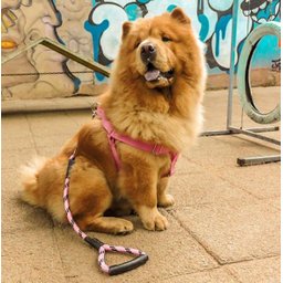 Peitoral para Cachorro - Tamanho Gg - Básico Rosa - 4