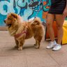 Peitoral para Cachorro - Tamanho Gg - Básico Rosa - 3