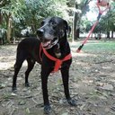 Ver imagem 6 de Peitoral para Cachorro - Tamanho Gg - Básico Vermelho