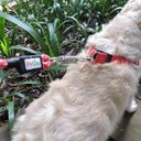 Ver imagem 2 de Peitoral para Cachorro - Tamanho Gg - Básico Vermelho