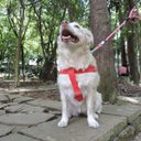 Ver imagem 3 de Peitoral para Cachorro - Tamanho Gg - Básico Vermelho