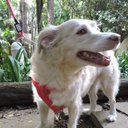 Ver imagem 4 de Peitoral para Cachorro - Tamanho Gg - Básico Vermelho