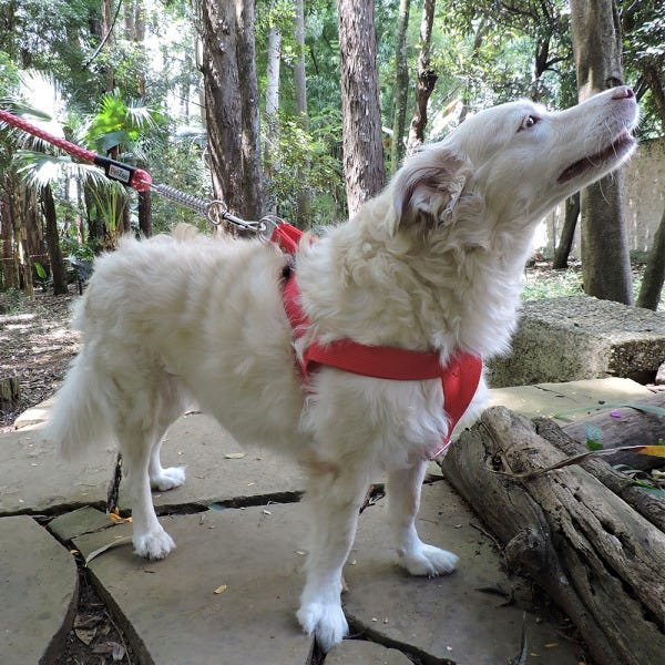 Peitoral para Cachorro - Tamanho Médio - Básico Vermelho - 2