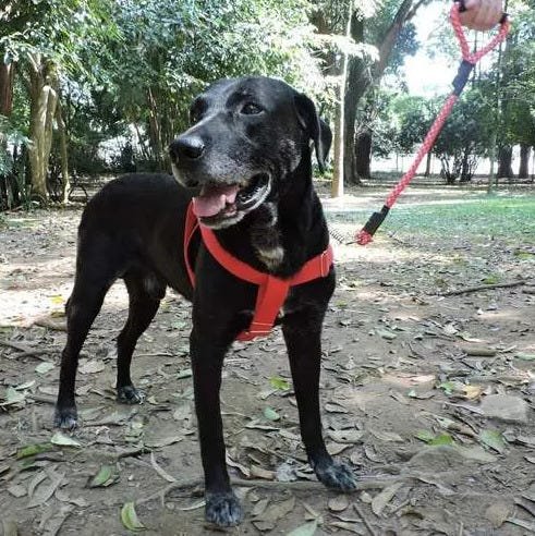 Peitoral para Cachorro - Tamanho Médio - Básico Vermelho - 3