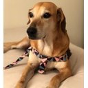 Ver imagem 6 de Conjunto Peitoral e Guia para Cachorro - Tamanho Grande - Modelo Abstrata