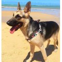 Ver imagem 5 de Conjunto Peitoral e Guia para Cachorro - Tamanho Grande - Modelo Abstrata