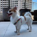 Ver imagem 4 de Conjunto Peitoral e Guia para Cachorro - Tamanho Pequeno - Modelo Aquarela