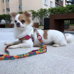 Conjunto peitoral e guia para cachorro - Tamanho Pequeno - Modelo Aquarela - 6