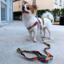 Ver imagem 5 de Conjunto Peitoral e Guia para Cachorro - Tamanho Pequeno - Modelo Aquarela