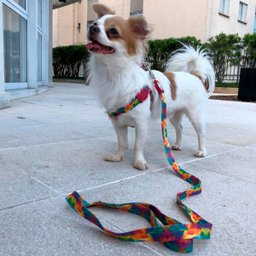 Conjunto peitoral e guia para cachorro - Tamanho Pequeno - Modelo Aquarela - 5