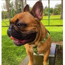 Ver imagem 5 de Conjunto Peitoral e Guia para Cachorro - Tamanho Médio - Modelo Exercito