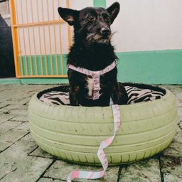 Conjunto Peitoral e Guia para Cachorro - Tamanho Médio - Modelo Flamingo - 6