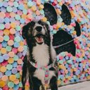Ver imagem 6 de Conjunto Peitoral e Guia para Cachorro - Tamanho Médio - Modelo Flores