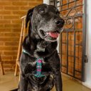 Ver imagem 6 de Conjunto Peitoral e Guia para Cachorro - Tamanho Grande - Modelo Flores