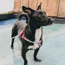 Ver imagem 6 de Conjunto Peitoral e Guia para Cachorro - Tamanho Médio - Modelo Marinheiro
