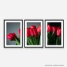 Quadro Flores Tulipas Vermelhas decorativo Arte Moldura Preta - 2