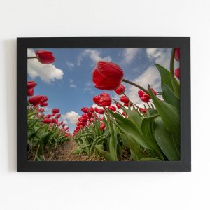 Quadro Plantação Tulipas Vermelhas Moldura Preta 60x40cm