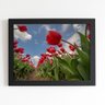 Quadro Plantação Tulipas Vermelhas Moldura Preta 60x40cm - 1
