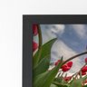 Quadro Plantação Tulipas Vermelhas Moldura Preta 60x40cm - 2