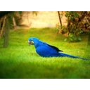 Ver imagem 2 de Papel de Parede Animais Arara Azul Paisagem Anm126