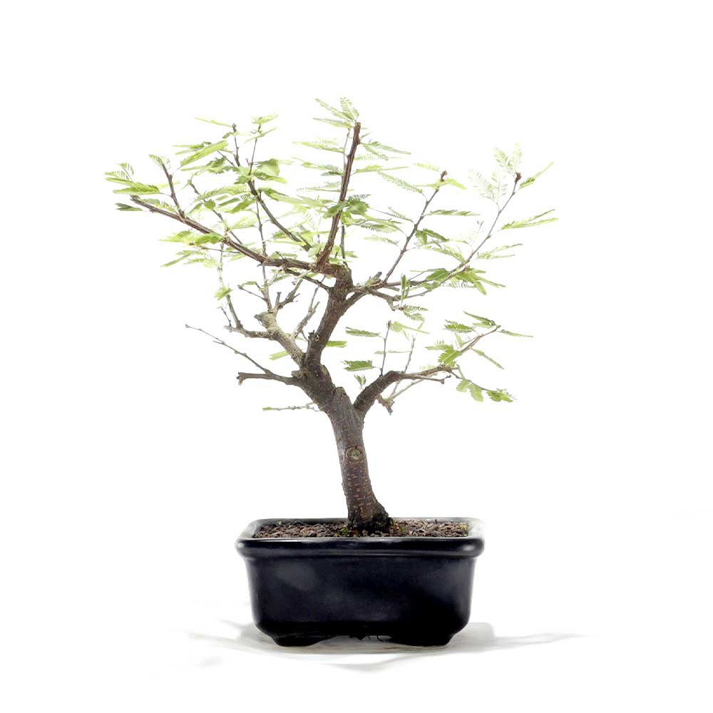 Bonsai Caliandra Rosa 03 Anos