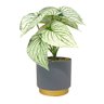 Vaso Decorativo com Plantas Decorativas Permanente Arbusto Tendência 20x7cm - Urban - 1
