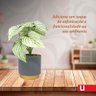 Vaso Decorativo com Plantas Decorativas Permanente Arbusto Tendência 20x7cm - Urban - 3