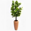 Ver imagem 2 de Árvore Ficus Lyrata Toque Real 210cm com Tronco Natural e Vaso Thai Terracota