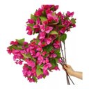 Ver imagem 1 de 10 Ramos Flores Bouganvillas Bougainville Toque Real Pink