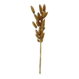 Buque Rabo de Coelho Desidratado Natural Pampas Decoração - 2