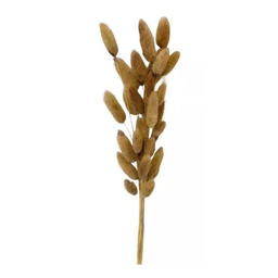 Buque Rabo de Coelho Desidratado Natural Pampas Decoração - 3