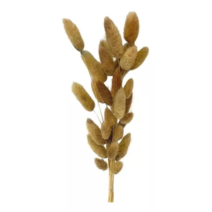 Buque Rabo de Coelho Desidratado Natural Pampas Decoração