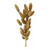 Buque Rabo de Coelho Desidratado Natural Pampas Decoração - 1