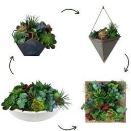 Planta Mini Suculenta Artificial sem Vaso Só a Planta - 8