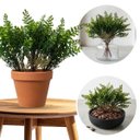 Ver imagem 5 de 20 Minis Buquês de Samambaia Artificial 35cm Kit Decorativo para Painel Verde, Vasos e Eventos