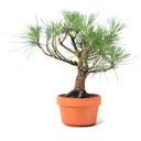 Ver imagem 3 de Pré Bonsai Pinheiro Negro 12 Anos