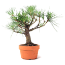 Ver imagem 1 de Pré Bonsai Pinheiro Negro 12 Anos