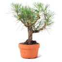 Ver imagem 2 de Pré Bonsai Pinheiro Negro 12 Anos