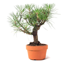 Ver imagem 4 de Pré Bonsai Pinheiro Negro 12 Anos