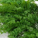 Ver imagem 3 de 6 Ramos Artificial Salsinha Flor Plantas com 13 Galhos 46cm