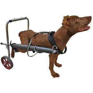 Cadeira De 2 Rodas Cachorro Cão Médio Porte De 8 A 15 Kg