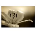 Ver imagem 1 de Quadro Decorativo Floral Foto, Tela em Canvas ideal para  Sala , Quarto e Hall de entrada(100x70 cm)