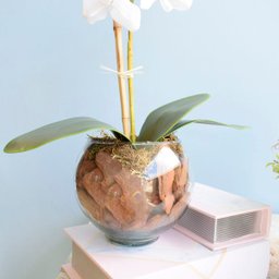 Arranjo de Flor Artificial Orquídea Branca no Vaso de Vidro Pequeno - 3