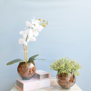 Kit com 2 Arranjos Flor Artificial Orquídea Branca e Peperômia no Vaso de Vidro