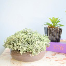 Arranjo de Folhagem no Vaso Cerâmica Cinza Baixo | Linha Permanente Formosinha - 2