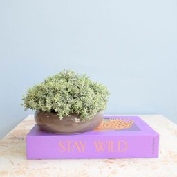 Arranjo de Folhagem no Vaso Cerâmica Cinza Baixo | Linha Permanente Formosinha - 4