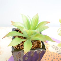 Arranjo de Suculenta Artificial no Vaso de Cerâmica Preto | Formosinha - 2